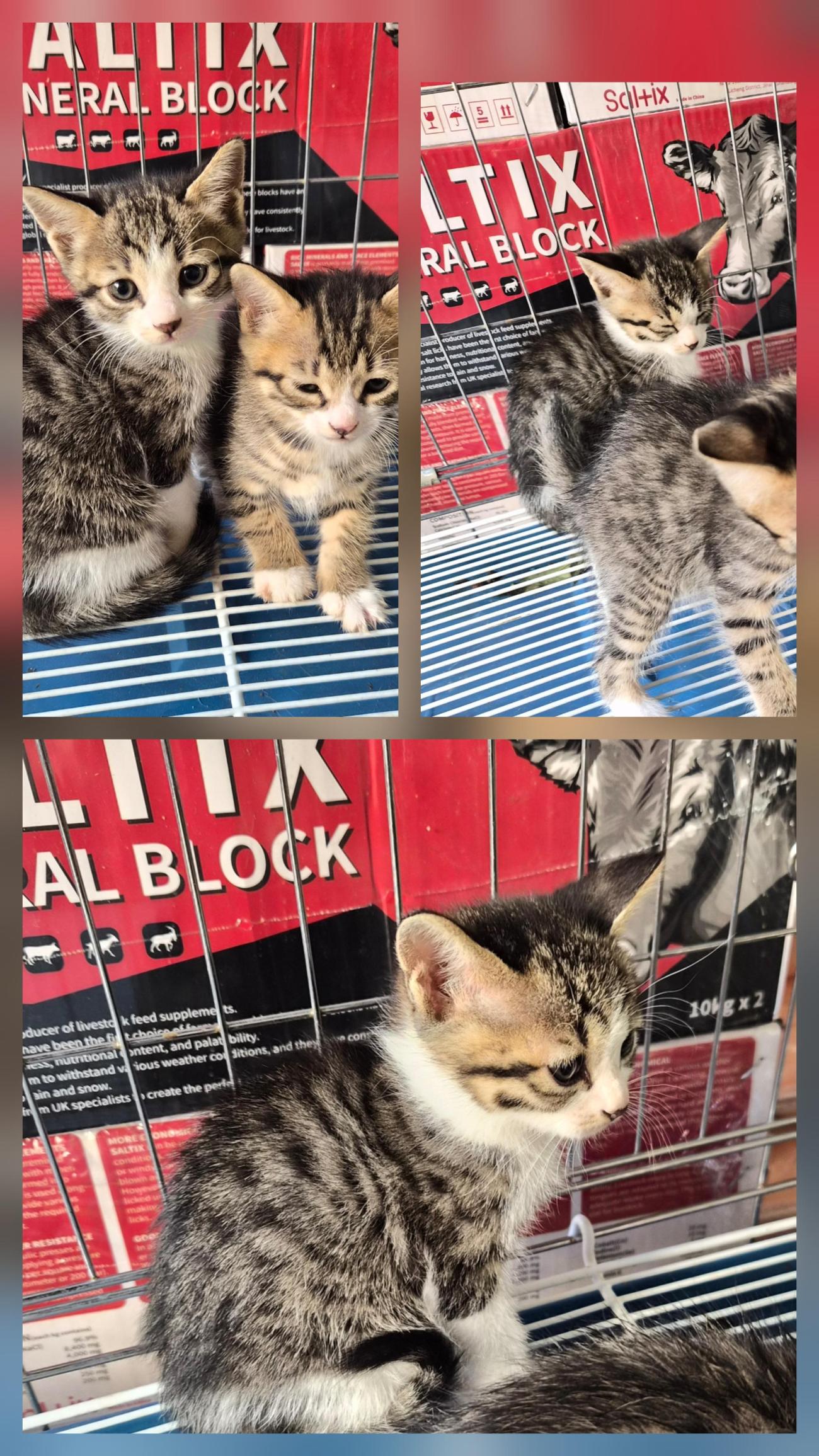 종료(입양) 한국 …